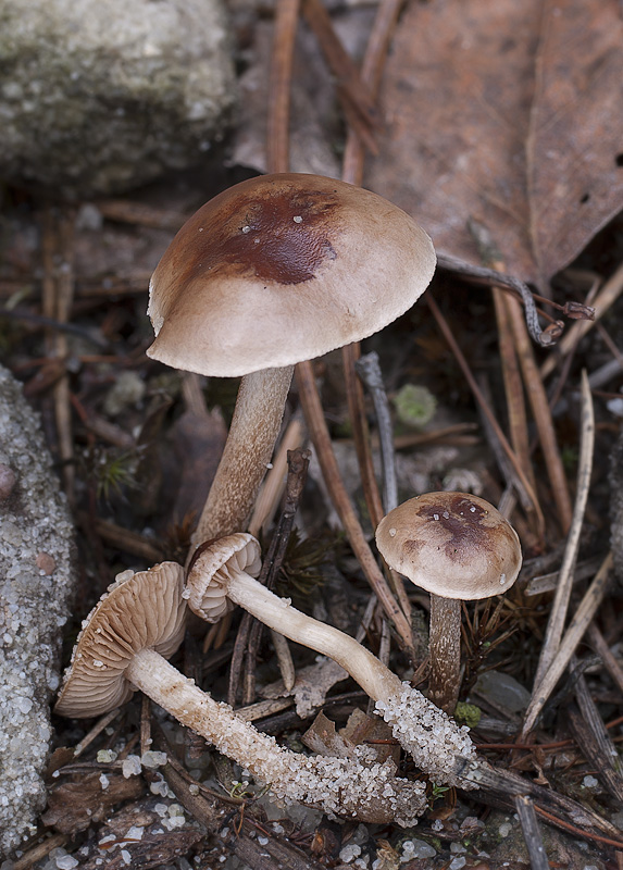 Hebeloma cylindrosporum